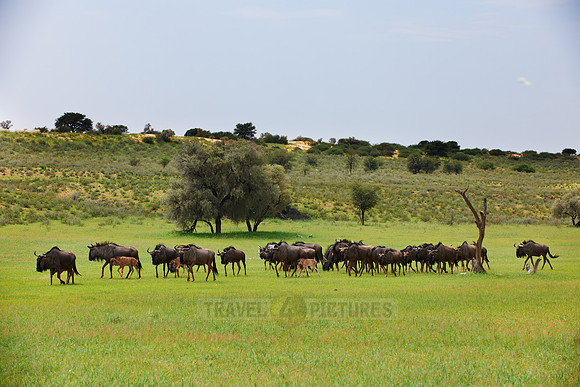 herd of blue wildebeest