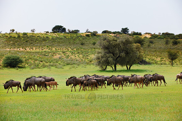 herd of blue wildebeest
