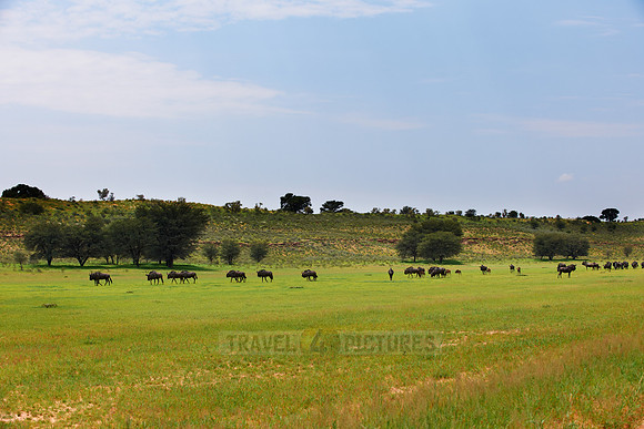 herd of blue wildebeest