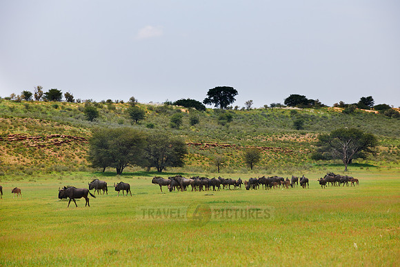 herd of blue wildebeest