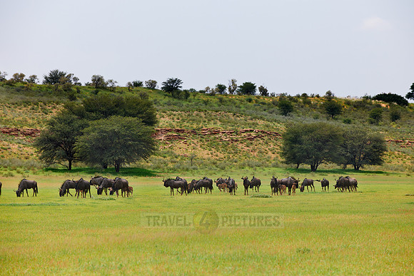 herd of blue wildebeest