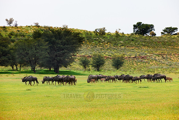 herd of blue wildebeest