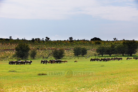 herd of blue wildebeest