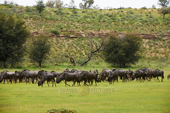 herd of blue wildebeest