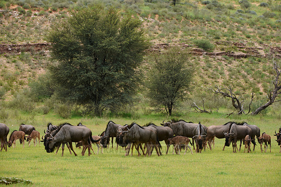herd of blue wildebeest