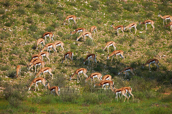 herd of Springbok, Kgalagadi Transfrontier Park