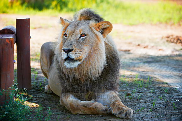 portrait male lion