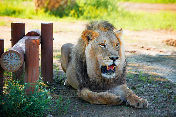 male lion on a picnic site