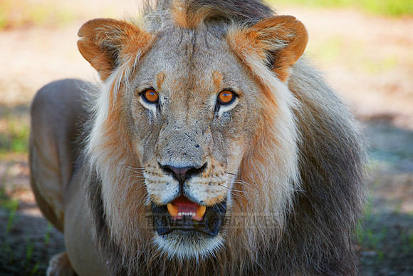 portrait male lion