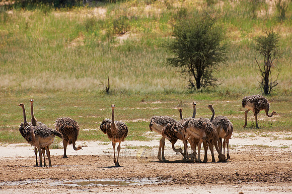 big group of young Ostrichs