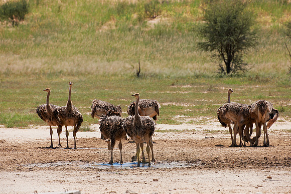 big group of young Ostrichs