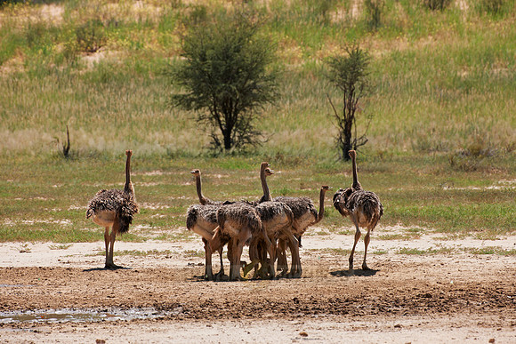 big group of young Ostrichs