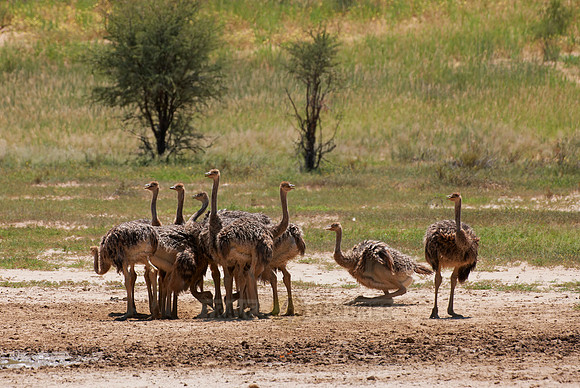 big group of young Ostrichs