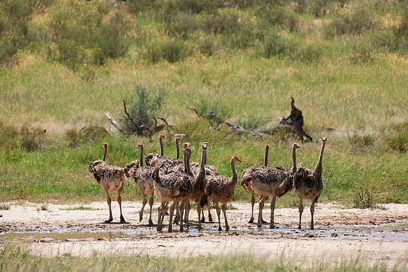 big group of young Ostrichs