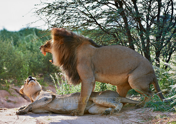 mating lions