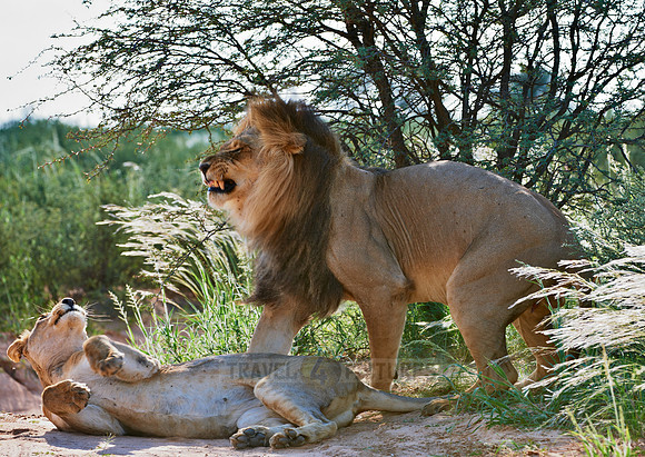 mating lions