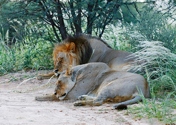 sleeping male lion and lioness