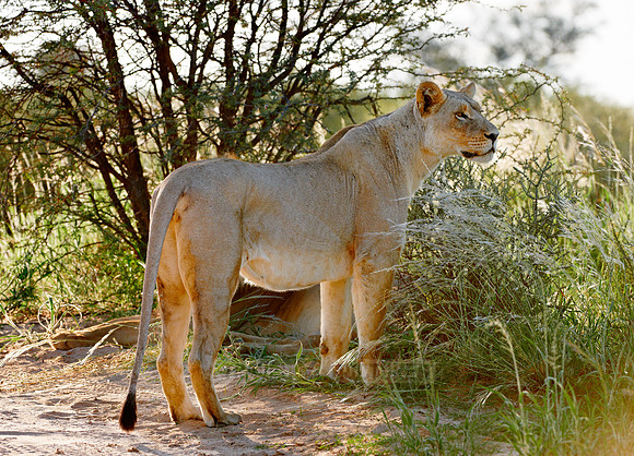 lioness