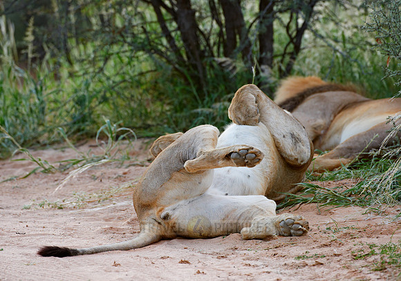 sleeping lioness