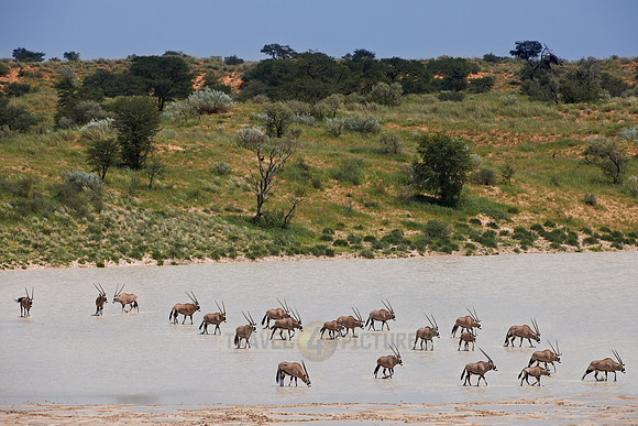 Gemsbok or Oryx crossing Bitterpan