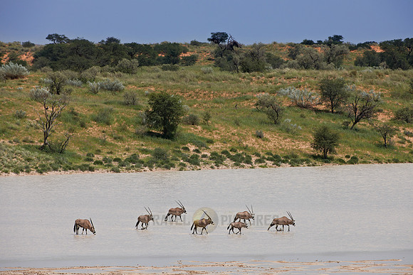 Gemsbok or Oryx crossing Bitterpan
