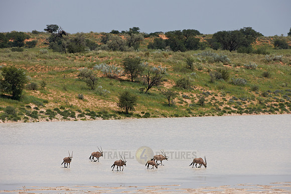 Gemsbok or Oryx crossing Bitterpan
