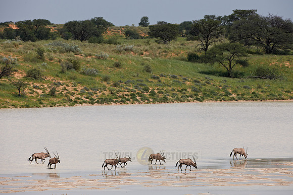 Gemsbok or Oryx crossing Bitterpan