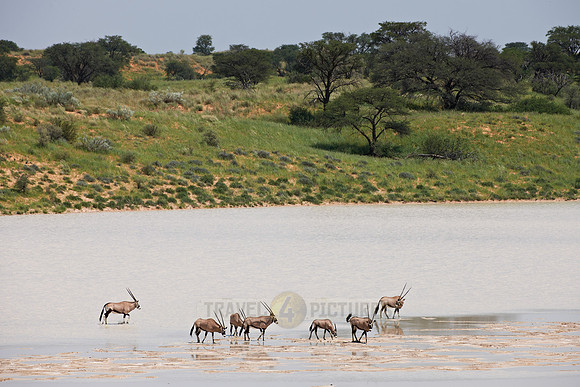 Gemsbok or Oryx crossing Bitterpan