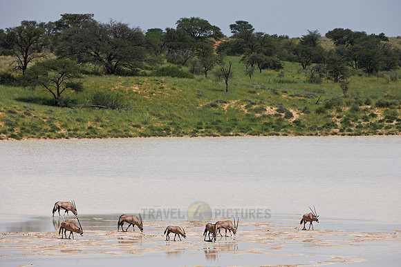 Gemsbok or Oryx crossing Bitterpan