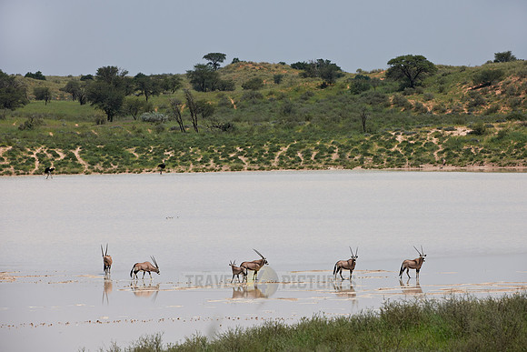 Gemsbok or Oryx crossing Bitterpan