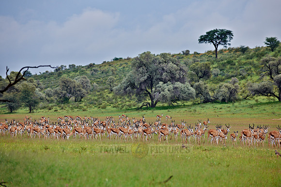 huge herd of Springbok