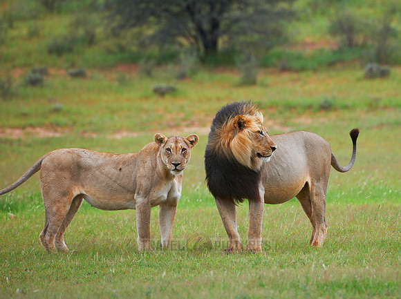 lion with lioness