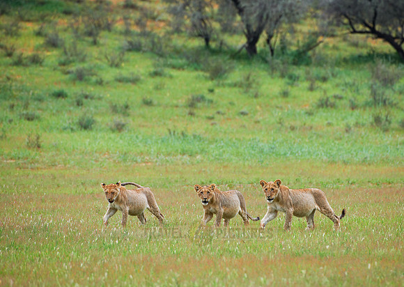 three lion cubs