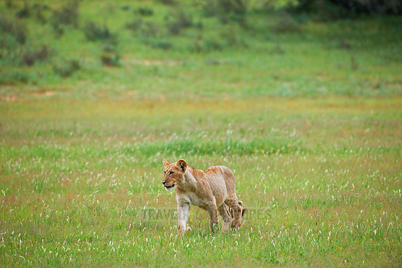 lion cub
