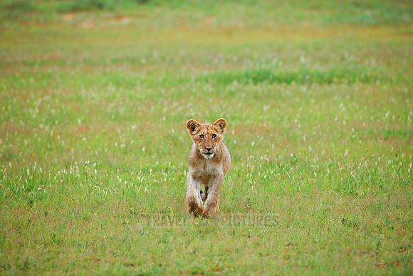 lion cub