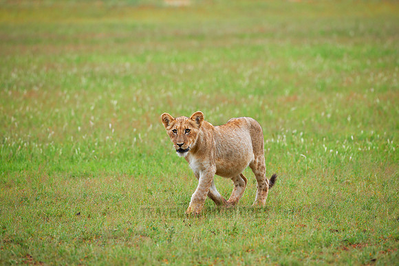 lion cub