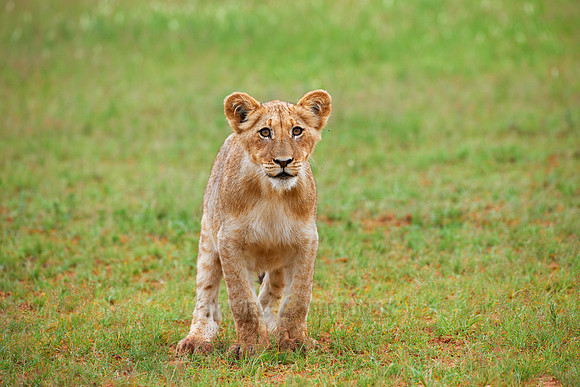 lion cub