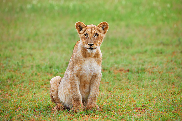 lion cub