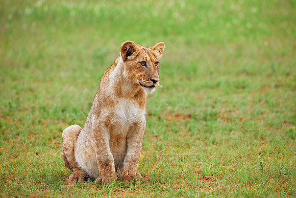 lion cub