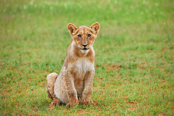 lion cub