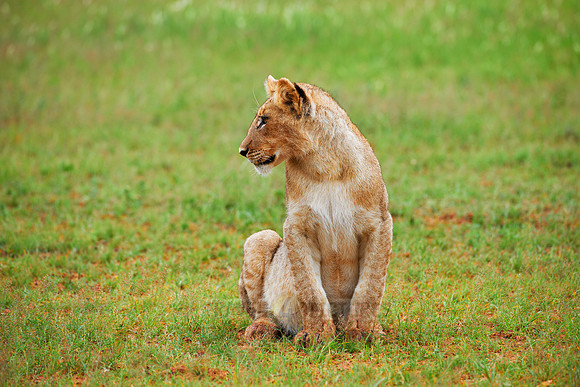 lion cub