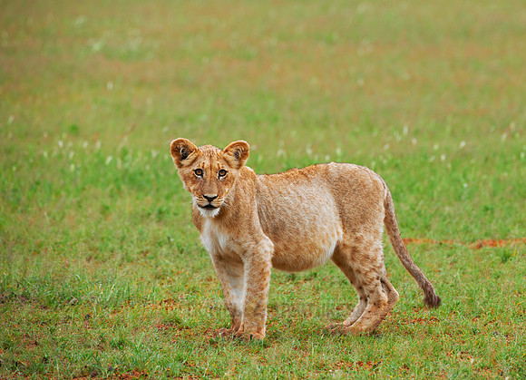 lion cub
