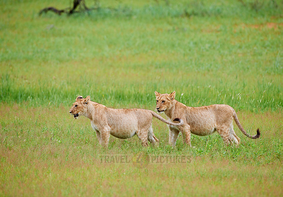 two lion cubs, Panthera leo