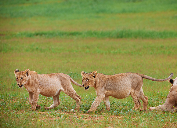 two lion cubs playing
