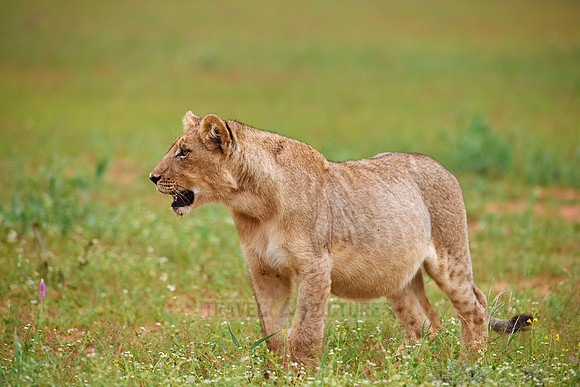 lion cub