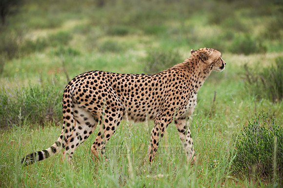 stalking Cheetah