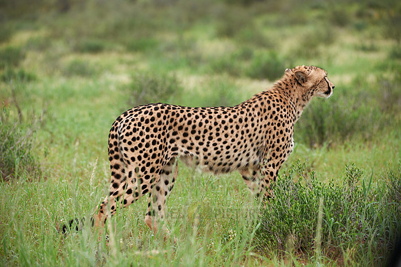 stalking Cheetah