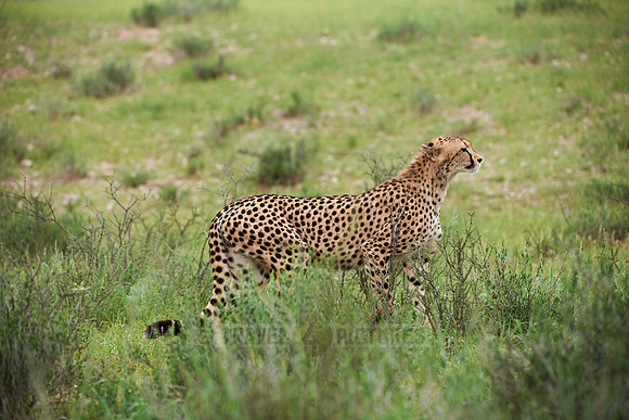 stalking Cheetah