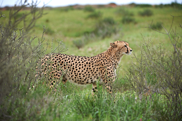 stalking Cheetah