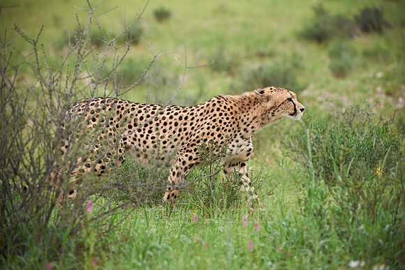 stalking Cheetah